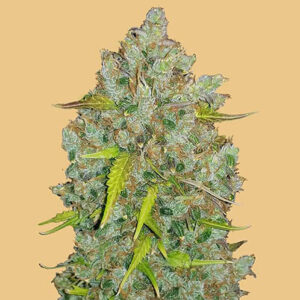 Original Auto BubbleGum - FastBuds