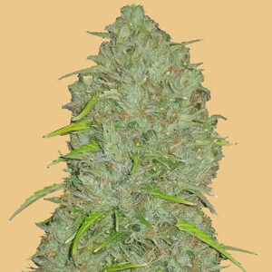 Original Auto Jack Herer - FastBuds
