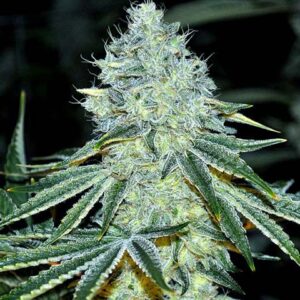MAC - Anesia Seeds