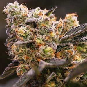 Nova OG - Anesia Seeds