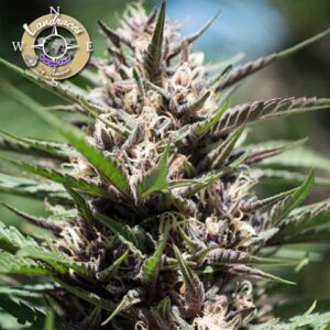 Purple Thai - Anesia Seeds