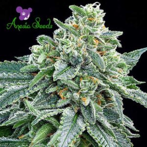 Strawberry Tree - Anesia Seeds