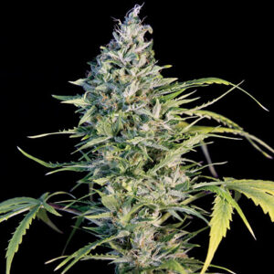Big Monster Flow - Big Monster Seeds
