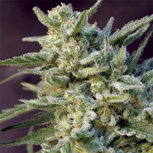 Black Hawk Auto - Big Monster Seeds