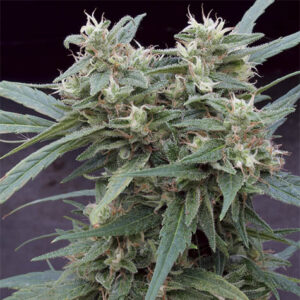 Gimli Auto - Big Monster Seeds