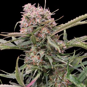 Auto Gigabud - G13 Labs Seeds