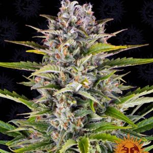 Gorilla Zkittlez Auto-0