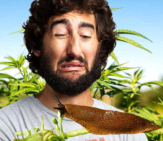 Voorkom slakken op je wietplanten.
