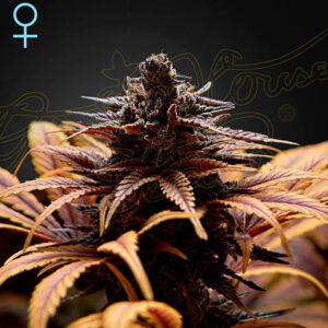 Deep Candy - Green House Seeds