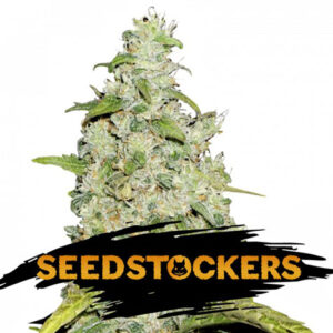 Amnesia - Seedstockers
