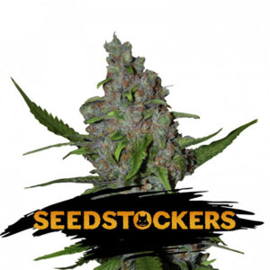 Gelato 41 Fast - Seedstockers