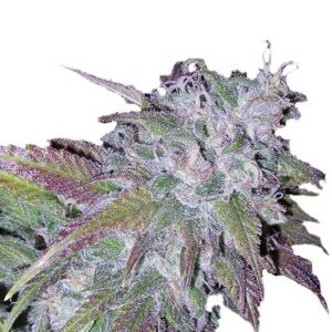 Silvergrape Sherbet - Growers Choice