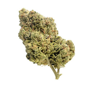 Skyrocket - Amsterdam Genetics