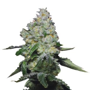 Tropical Cookies - Growers Choice