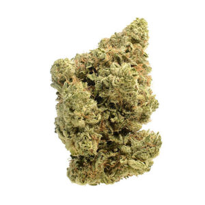 Dutch Duchess - Amsterdam Genetics