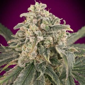 Auto Amnesia XXL - Advanced Seeds