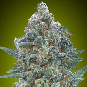 Auto Critical Lemon CBD - Advanced Seeds