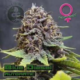 Blue Diesel Auto - Growers Choice