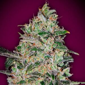 Bubble Gum Fast - 00 Seeds