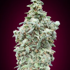 Cherry Pie - Advanced Seeds