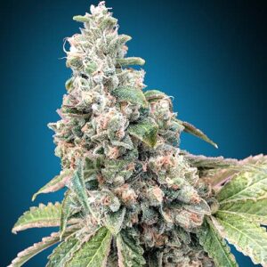 Harlequin CBD - 00 Seeds