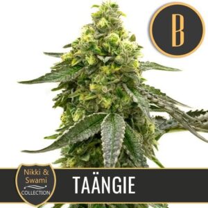 Nikki & Swami's Taängi - Blimburn Seeds