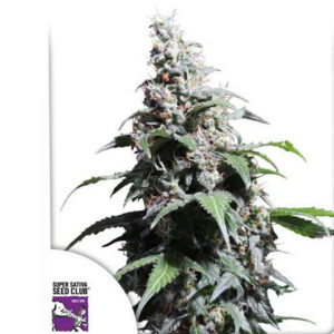Pineapple Poison - Dutch Passion