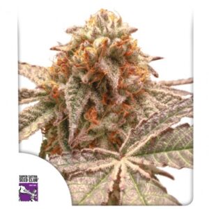 Purple OG Punch - Dutch Passion