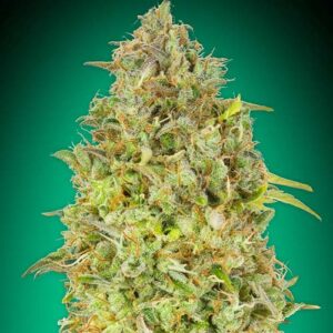Skunk 47 - Advanced Seeds