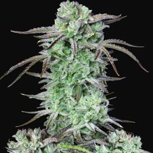 Strawberry Banana Auto - FastBuds