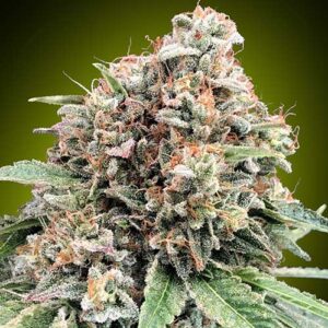 Sweet Critical 2.0 - 00 Seeds