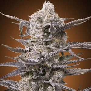 Watermelon OG - Advanced Seeds