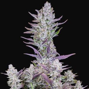 Wedding Glue Auto - FastBuds
