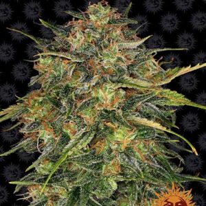 Cheese - Barney's Farm