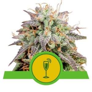 Mimosa Automatic - Royal Queen Seeds