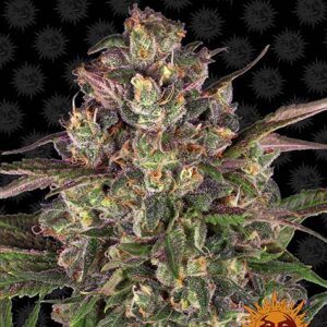 Peyote Critical - Barney's Farm