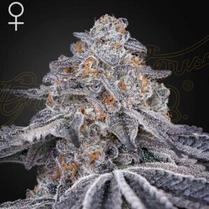 Velvet Moon - Green House Seeds