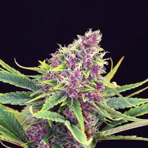 Purple Kush - Kannabia
