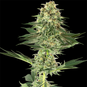 Banana Kush - White Label Seeds