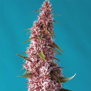 Red Pure Auto CBD - Sweet Seeds