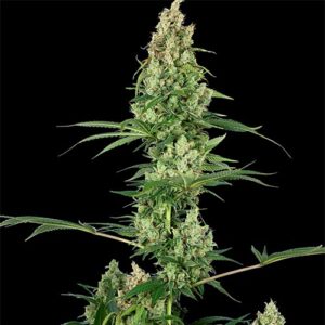 Silver Fire - Sensi Seeds