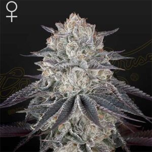 FullGas - Green House Seeds