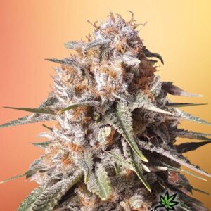 Baked Bomb Auto - Bomb Seeds