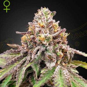 Blue Haze X Gelato 41 Auto - Green House Seeds