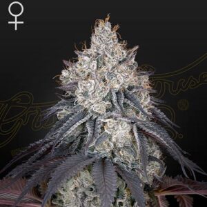 Lemon Orange - Green House Seeds