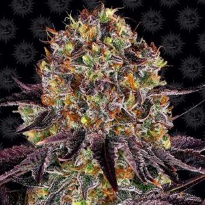 Runtz x Layer Cake - Barney's Farm