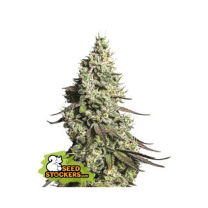 Moby Dick Auto - Seedstockers