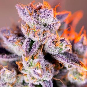 Tropicanna Poison XL Auto - Sweet Seeds