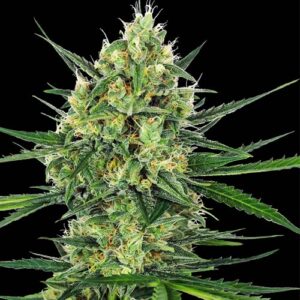 Tangerine Sugar - Sensi Seeds