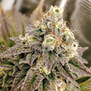 Tropical Tangie - Dutch Passion